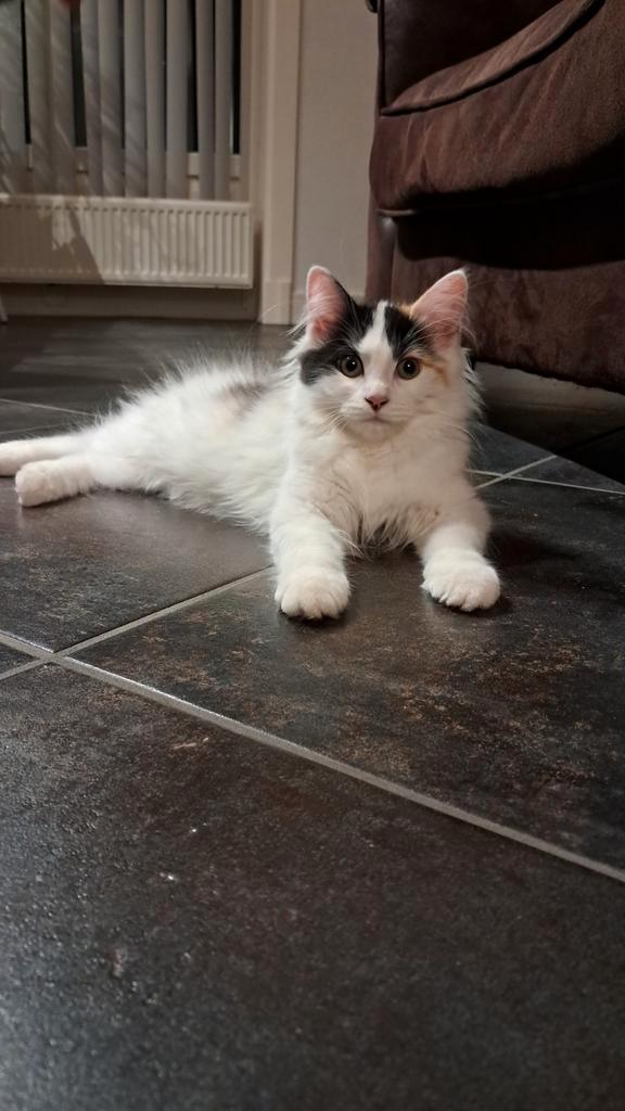prachtige siberische kitten(geen kruising)nog 1 poesje, Dieren en Toebehoren, Katten en Kittens | Raskatten | Langhaar, Meerdere dieren