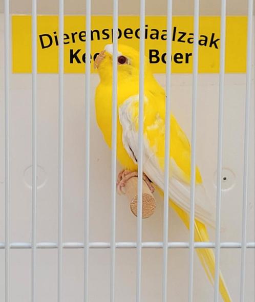 Gele elegant parkiet man, Dieren en Toebehoren, Vogels | Parkieten en Papegaaien, Parkiet, Mannelijk