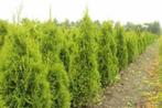 Thuja Occidentalis Smaragd haag met kluit!, Ophalen, Conifeer, Haag, 100 tot 250 cm