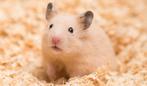 Hamster oppas aangeboden, Dieren en Toebehoren, Knaagdieren, Januari, Mannelijk, Hamster