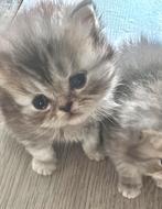 Perzisch kittens, Dieren en Toebehoren, Katten en Kittens | Raskatten | Langhaar, Geslacht onbekend