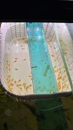 L144 albino longfin algeneter, Dieren en Toebehoren, Vis, Zoetwatervis