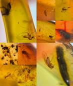 Barnsteen met insectjes Birma, Ophalen of Verzenden, Fossiel