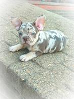 Franse bulldog pups mogen verhuizen, Dieren en Toebehoren, Honden | Bulldogs, Pinschers en Molossers, België, Particulier, Reu