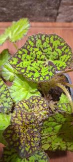 Begonia Magic color zumba, Ophalen of Verzenden, Overige soorten, Minder dan 100 cm