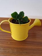 Plectranthus	ernsti - bonsai - caudex, Bloeiende kamerplant, Ophalen, Overige soorten, Minder dan 100 cm