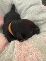 Labrador Pups, Fokker | Hobbymatig, 8 tot 15 weken, Buitenland, Labrador retriever