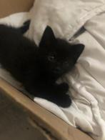 Kittens te koop €50,- per stuk, Dieren en Toebehoren, Katten en Kittens | Overige Katten, Poes