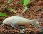 6 young Corydoras hatched from eggs in Leiden!, Dieren en Toebehoren, Vissen | Aquariumvissen