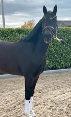 Knappe jonge D pony te koop!, Ruin, Dressuurpony, Zadelmak, 3 tot 6 jaar