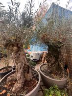 Olea Europeana Bonsai – 100+ jaar oud!, Ophalen, Overige soorten, Halfschaduw