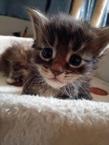 Mainecoon katertje met stamboom beschikbaar voor biedingen
