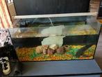 Aquarium, Ophalen of Verzenden, Leeg aquarium