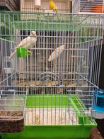 Kanaries  €20 per stuk, Meerdere dieren, Kleurkanarie