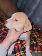Amerikaanse Stafford x Amerikaanse Bulldog puppies, Dieren en Toebehoren, Honden | Bulldogs, Pinschers en Molossers, CDV (hondenziekte)
