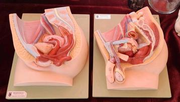 Anatomische somso modellen man / vrouw beschikbaar voor biedingen