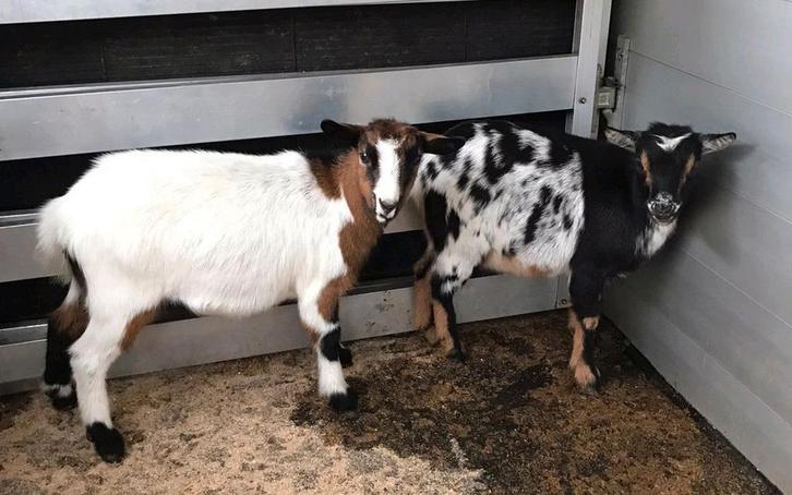 2 hoornloze DWERGgeitjes  Prachtig stel, Dieren en Toebehoren, Schapen, Geiten en Varkens, Schaap, Vrouwelijk, 0 tot 2 jaar