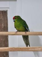 Verschillende soorten kromsnavels, Meerdere dieren, Parkiet