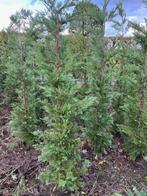 Leilandi, snelgroeiende haagconifeer, Ophalen, Conifeer, Haag, 100 tot 250 cm