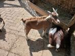 Toggenburger bokjes, Dieren en Toebehoren, Schapen, Geiten en Varkens, Mannelijk, Geit