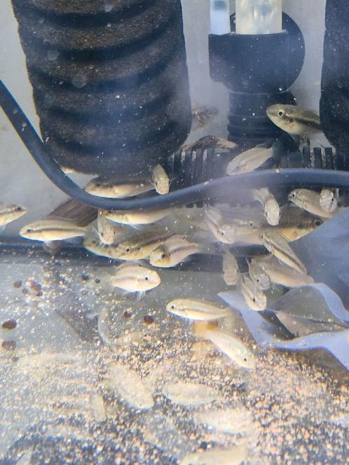 Pelvicachromis Subocellatus Matadi Kersenbuik, Dieren en Toebehoren, Vissen | Aquariumvissen, Vis