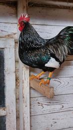 Barnevelder kriel haan, Dieren en Toebehoren, Pluimvee, Mannelijk, Kip