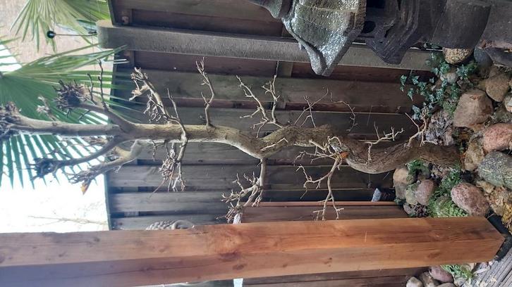 Ginkgo biloba 40 jaar oud(bonsai), Tuin en Terras, Planten | Bomen, Overige soorten, Bloeit niet, Ophalen of Verzenden