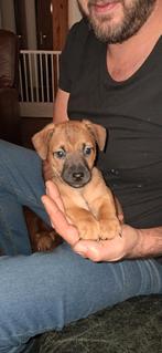 Jackrussel pups te koop, Dieren en Toebehoren, Rabiës (hondsdolheid), Jack Russell Terriër, 8 tot 15 weken, Meerdere