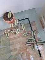 Tradescantia, Ophalen, Halfschaduw, Minder dan 100 cm