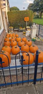 Pompoenen, Tuin en Terras, Ophalen of Verzenden, Volle zon, Knol