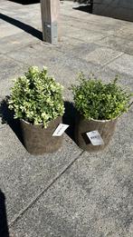 Decoratie nepplant in pot 2x, Ophalen of Verzenden, Nieuw, Binnen
