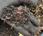 Compostwormen, Tuin en Terras, Aarde en Mest, Ophalen, Compost