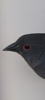 Dybowski astrilde man, Dieren en Toebehoren, Vogels | Overige Vogels