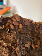 Speciale prijzen verschillende isopods en insecten, Overige soorten