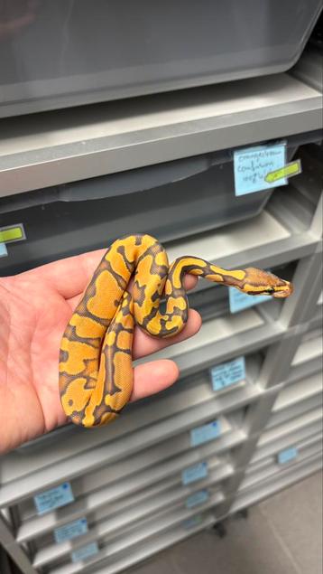 0.1 Orange dream yellow belly hypo ball python beschikbaar voor biedingen