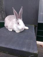 Te koop Duitse reus Siamees sable, Dieren en Toebehoren, Mannelijk, Groot