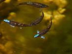 regenboog elrits, rainbow shiners, notropis chrosomus, Dieren en Toebehoren, Vissen | Vijvervissen, Overige soorten