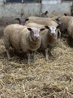 3 rouge x texelaar dekrammen, Dieren en Toebehoren, Schapen, Geiten en Varkens, Mannelijk, Schaap