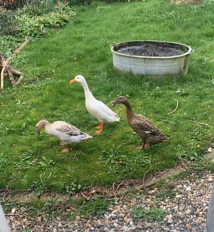 Koppeltje loopeenden, Dieren en Toebehoren, Vogels | Toebehoren, Kooi-accessoires, Ophalen