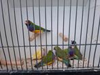 Gouldamadines, Dieren en Toebehoren, Vogels | Overige Vogels, Meerdere dieren, Tropenvogel