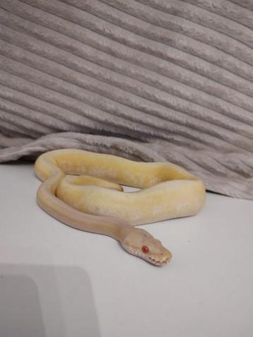 Ball python 0.1 albino spinnerblast nk23 beschikbaar voor biedingen