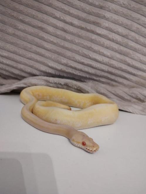 Ball python 0.1 albino spinnerblast nk23, Dieren en Toebehoren, Reptielen en Amfibieën, Slang, 0 tot 2 jaar, Tam