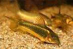Corydoras goldstripe, Dieren en Toebehoren, Vis