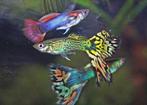 Guppen volwassen mannen vrouwen en baby's div mooie kleuren, Dieren en Toebehoren, Vissen | Aquariumvissen, Vis, Zoetwatervis