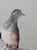 Vredesduifje ( Geopelia placida), Dieren en Toebehoren, Vogels | Duiven, Geslacht onbekend, Overige soorten