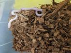 Pantherophis obsoleta lindheimeri Texaanse rattenslang, Dieren en Toebehoren, Reptielen en Amfibieën, Slang, 0 tot 2 jaar