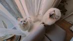 Ragdoll pure kittens (Spoedverkoop - Verhuizing), Dieren en Toebehoren, Katten en Kittens | Raskatten | Langhaar, Meerdere dieren