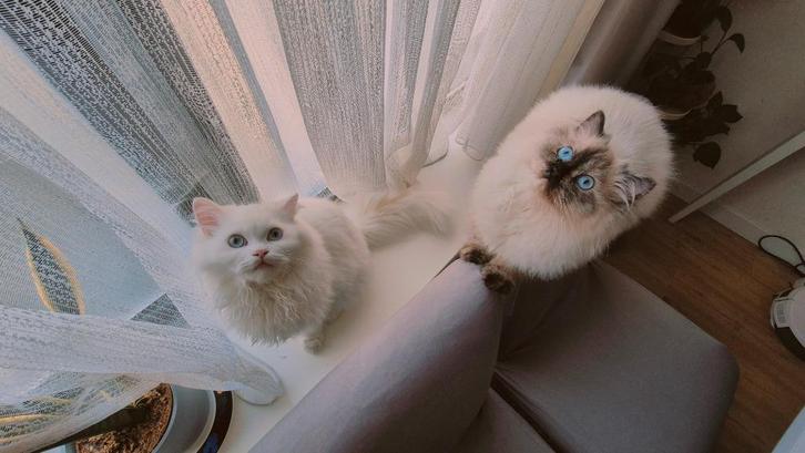 Ragdoll pure kittens (Spoedverkoop - Verhuizing), Dieren en Toebehoren, Katten en Kittens | Raskatten | Langhaar, Meerdere dieren