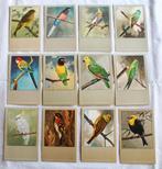 Ansichtkaarten/verzamelkaarten Vogels, Ophalen of Verzenden, 1940 tot 1960, Ongelopen, Vogel