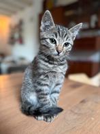 Ragdoll X kittens, Dieren en Toebehoren, Katten en Kittens | Raskatten | Korthaar, Meerdere dieren, Ontwormd